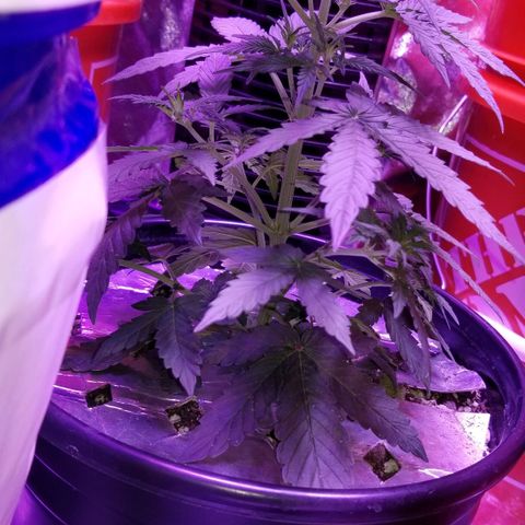 White Widow Auto growlog timeline photo