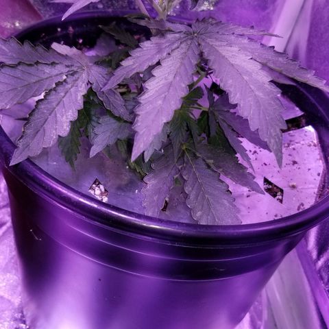 White Widow Auto growlog timeline photo
