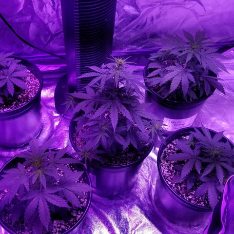 White Widow Auto growlog timeline photo