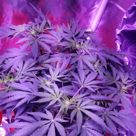 GSC growlog timeline photo