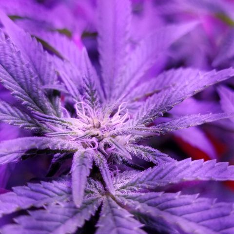 GSC growlog timeline photo