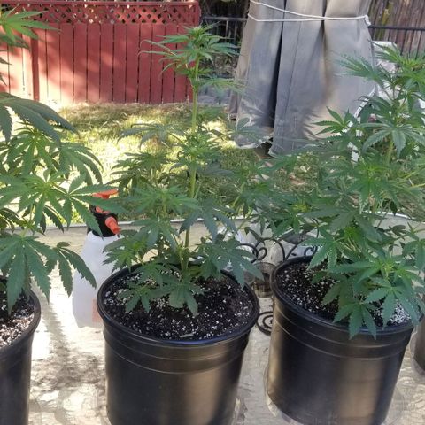 White Widow Auto growlog timeline photo