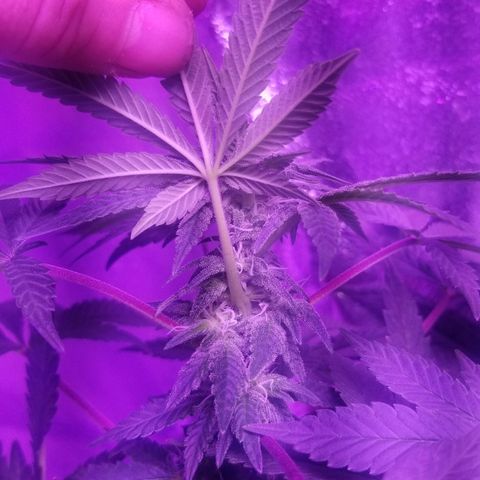 GSC growlog timeline photo