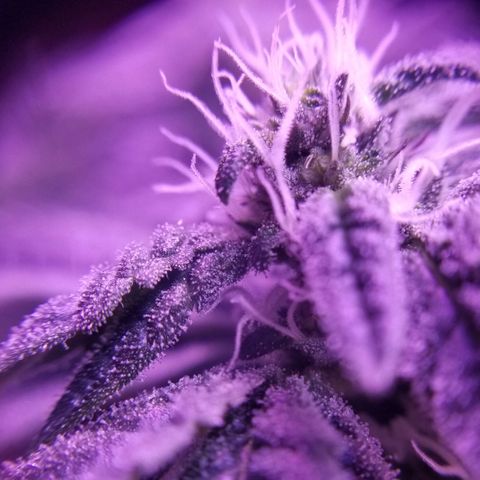 GSC growlog timeline photo
