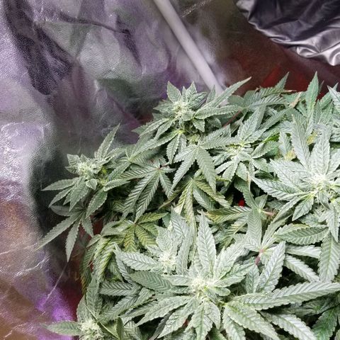 GSC growlog timeline photo