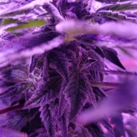 GSC growlog timeline photo