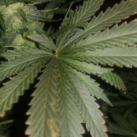 White Widow Auto growlog timeline photo