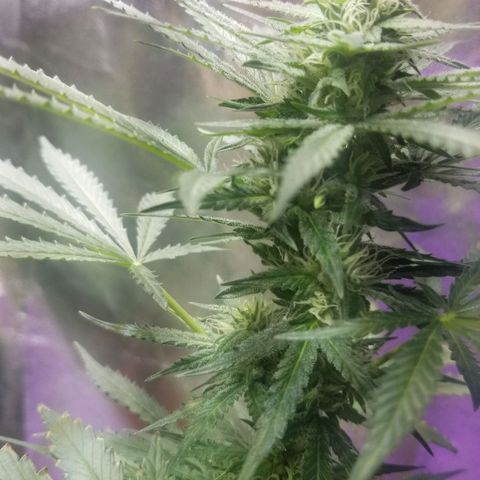White Widow Auto growlog timeline photo