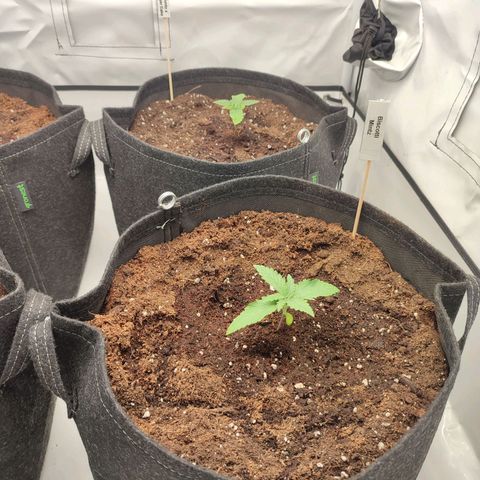 Tropicanna Banana, Ice cream cake, Biscotti Minz, Runtz Layer cake  growlog photo: Umgetopft in 11 Liter Säcke 2/3 coco 1/3 Erde 