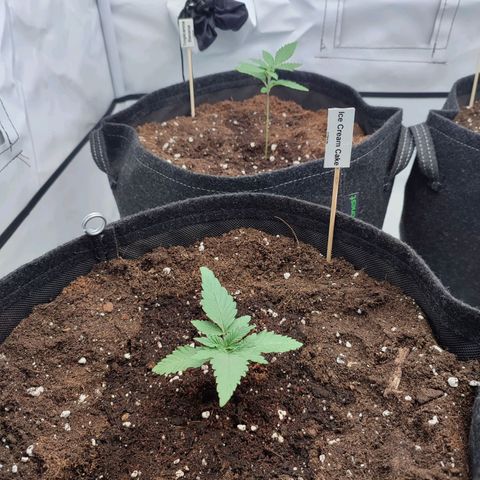 Tropicanna Banana, Ice cream cake, Biscotti Minz, Runtz Layer cake  growlog photo: Umgetopft in 11 Liter Säcke 2/3 coco 1/3 Erde 
