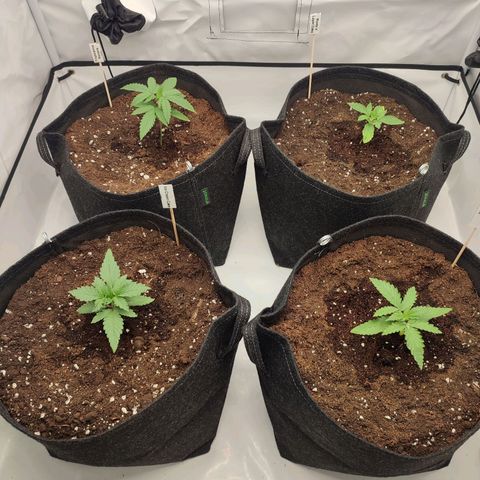 Tropicanna Banana, Ice cream cake, Biscotti Minz, Runtz Layer cake  growlog timeline photo