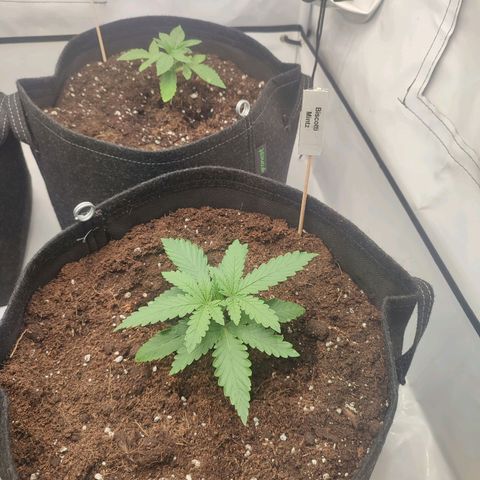 Tropicanna Banana, Ice cream cake, Biscotti Minz, Runtz Layer cake  growlog timeline photo