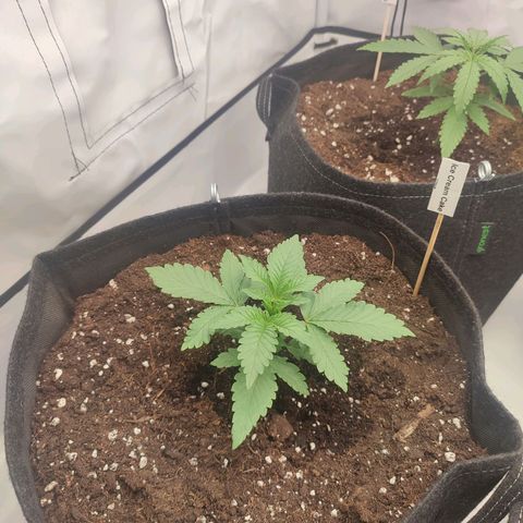 Tropicanna Banana, Ice cream cake, Biscotti Minz, Runtz Layer cake  growlog timeline photo
