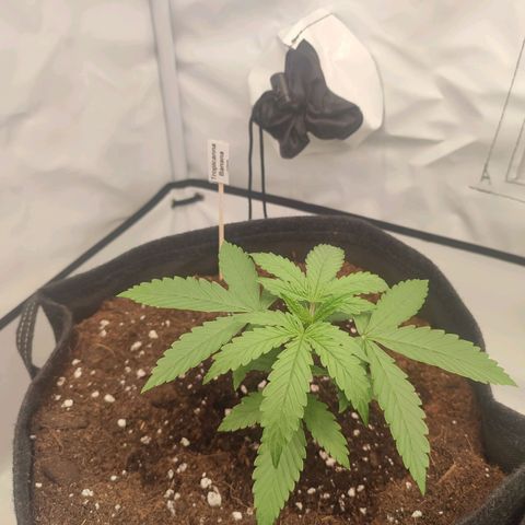 Tropicanna Banana, Ice cream cake, Biscotti Minz, Runtz Layer cake  growlog timeline photo