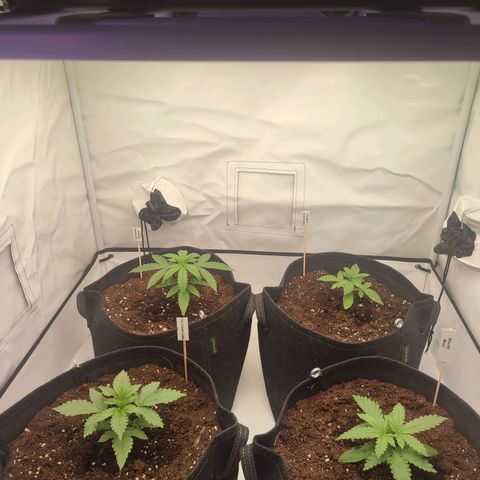 Tropicanna Banana, Ice cream cake, Biscotti Minz, Runtz Layer cake  growlog timeline photo