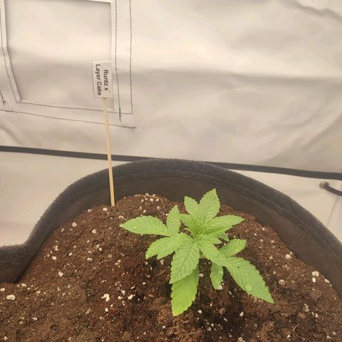 Tropicanna Banana, Ice cream cake, Biscotti Minz, Runtz Layer cake  growlog timeline photo