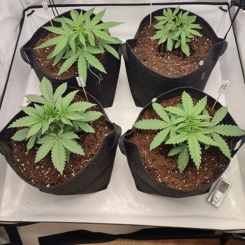 Tropicanna Banana, Ice cream cake, Biscotti Minz, Runtz Layer cake  growlog timeline photo