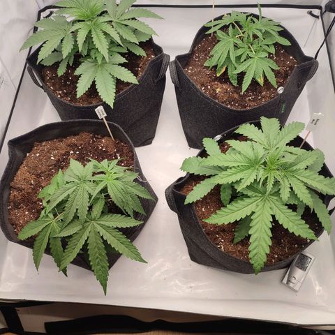 Tropicanna Banana, Ice cream cake, Biscotti Minz, Runtz Layer cake  growlog timeline photo