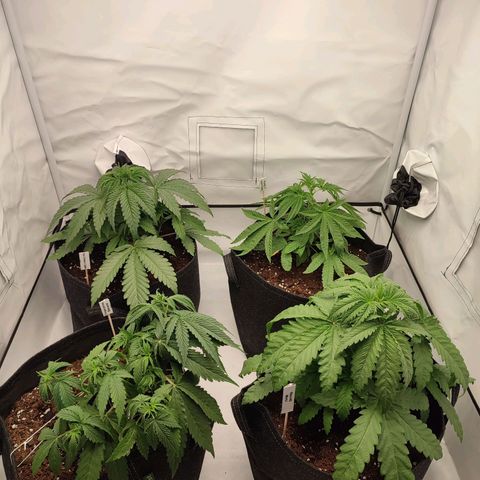 Tropicanna Banana, Ice cream cake, Biscotti Minz, Runtz Layer cake  growlog timeline photo