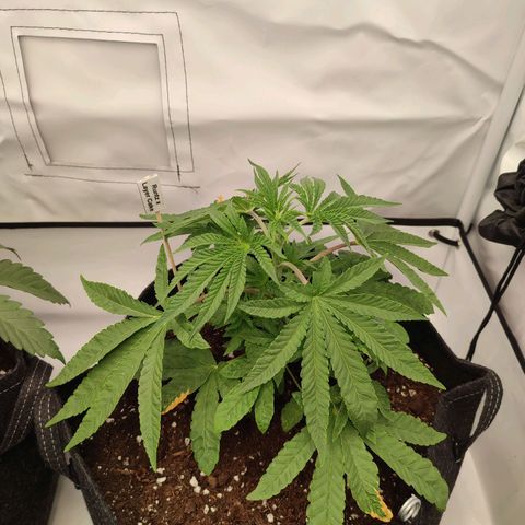 Tropicanna Banana, Ice cream cake, Biscotti Minz, Runtz Layer cake  growlog timeline photo