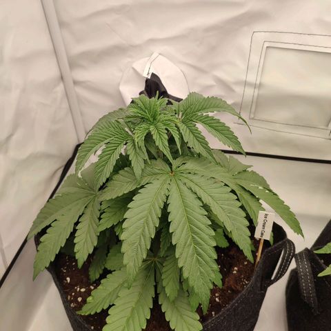 Tropicanna Banana, Ice cream cake, Biscotti Minz, Runtz Layer cake  growlog timeline photo