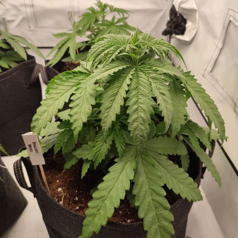 Tropicanna Banana, Ice cream cake, Biscotti Minz, Runtz Layer cake  growlog timeline photo