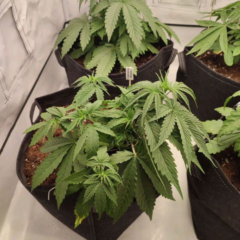 Tropicanna Banana, Ice cream cake, Biscotti Minz, Runtz Layer cake  growlog timeline photo