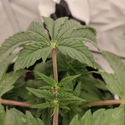 Tropicanna Banana, Ice cream cake, Biscotti Minz, Runtz Layer cake  growlog timeline photo
