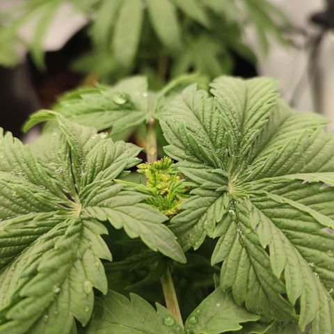 Tropicanna Banana, Ice cream cake, Biscotti Minz, Runtz Layer cake  growlog photo: Biscotti Minz und Ice cream Cake