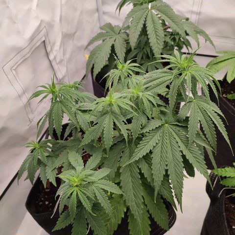 Tropicanna Banana, Ice cream cake, Biscotti Minz, Runtz Layer cake  growlog timeline photo
