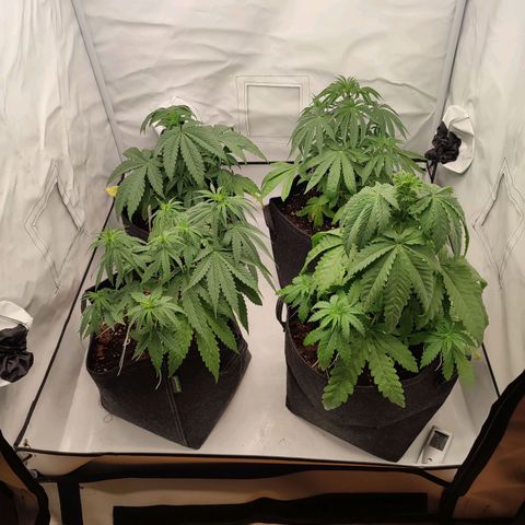 Tropicanna Banana, Ice cream cake, Biscotti Minz, Runtz Layer cake  growlog timeline photo