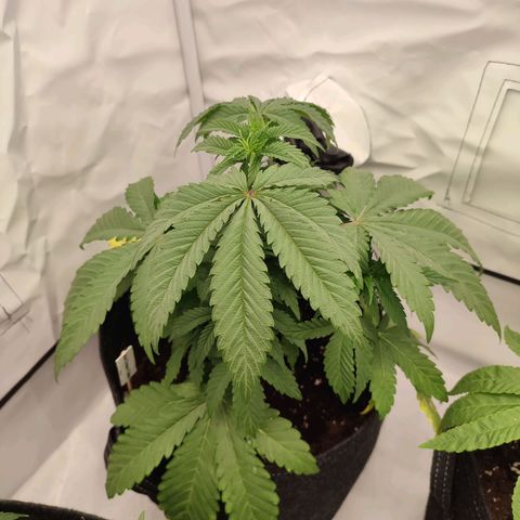 Tropicanna Banana, Ice cream cake, Biscotti Minz, Runtz Layer cake  growlog timeline photo