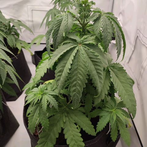 Tropicanna Banana, Ice cream cake, Biscotti Minz, Runtz Layer cake  growlog timeline photo