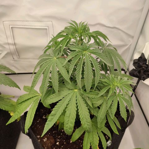 Tropicanna Banana, Ice cream cake, Biscotti Minz, Runtz Layer cake  growlog timeline photo