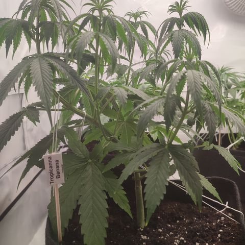 Tropicanna Banana, Ice cream cake, Biscotti Minz, Runtz Layer cake  growlog timeline photo