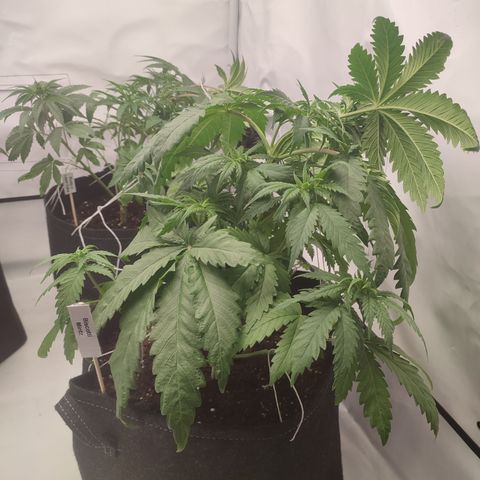 Tropicanna Banana, Ice cream cake, Biscotti Minz, Runtz Layer cake  growlog timeline photo