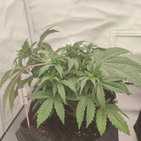 Tropicanna Banana, Ice cream cake, Biscotti Minz, Runtz Layer cake  growlog timeline photo