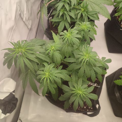 Tropicanna Banana, Ice cream cake, Biscotti Minz, Runtz Layer cake  growlog timeline photo