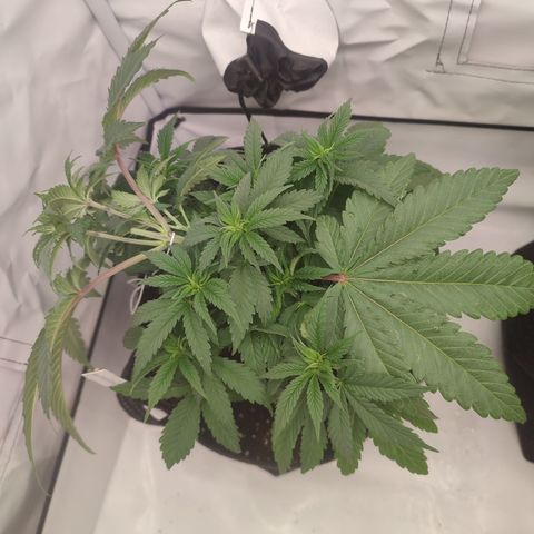 Tropicanna Banana, Ice cream cake, Biscotti Minz, Runtz Layer cake  growlog timeline photo