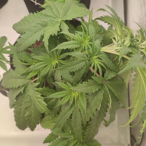 Tropicanna Banana, Ice cream cake, Biscotti Minz, Runtz Layer cake  growlog timeline photo