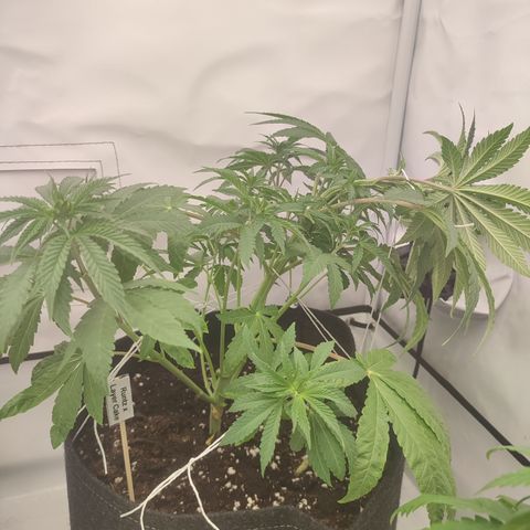 Tropicanna Banana, Ice cream cake, Biscotti Minz, Runtz Layer cake  growlog timeline photo