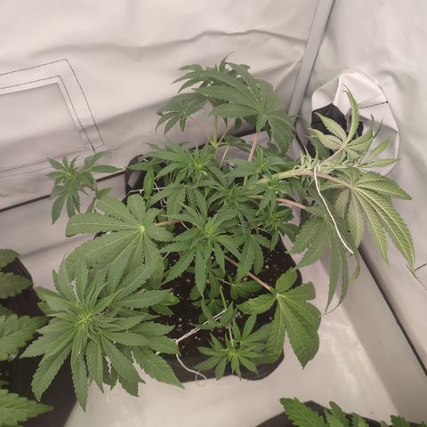 Tropicanna Banana, Ice cream cake, Biscotti Minz, Runtz Layer cake  growlog timeline photo