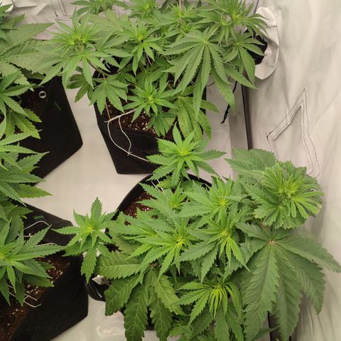 Tropicanna Banana, Ice cream cake, Biscotti Minz, Runtz Layer cake  growlog photo: Gut erholt nach dem low Stress Training 😎