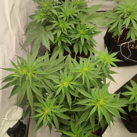 Tropicanna Banana, Ice cream cake, Biscotti Minz, Runtz Layer cake  growlog photo: Gut erholt nach dem low Stress Training 😎