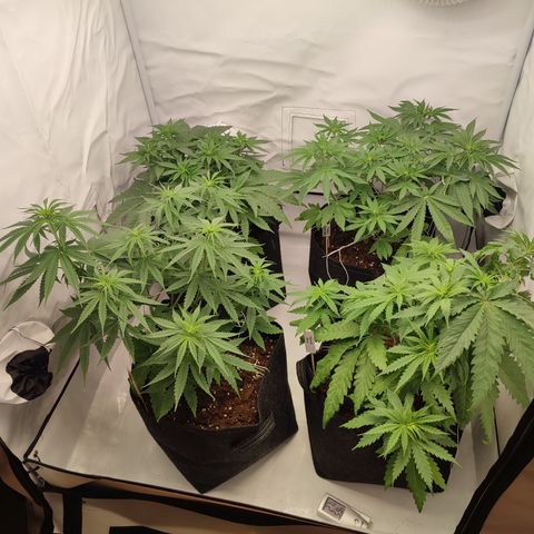 Tropicanna Banana, Ice cream cake, Biscotti Minz, Runtz Layer cake  growlog timeline photo