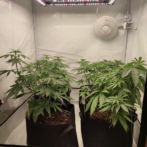 Tropicanna Banana, Ice cream cake, Biscotti Minz, Runtz Layer cake  growlog timeline photo
