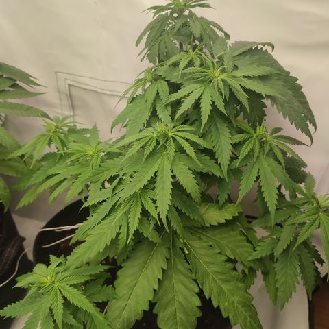 Tropicanna Banana, Ice cream cake, Biscotti Minz, Runtz Layer cake  growlog timeline photo