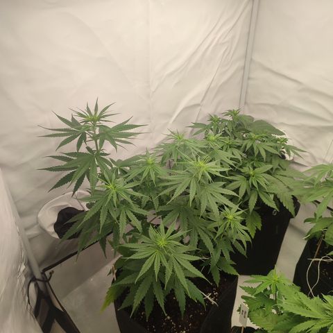 Tropicanna Banana, Ice cream cake, Biscotti Minz, Runtz Layer cake  growlog timeline photo