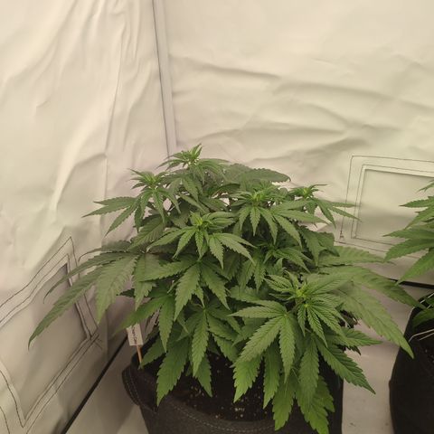 Tropicanna Banana, Ice cream cake, Biscotti Minz, Runtz Layer cake  growlog timeline photo