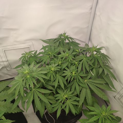 Tropicanna Banana, Ice cream cake, Biscotti Minz, Runtz Layer cake  growlog timeline photo